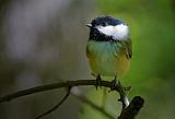 Sunstruck Chickadee_51771